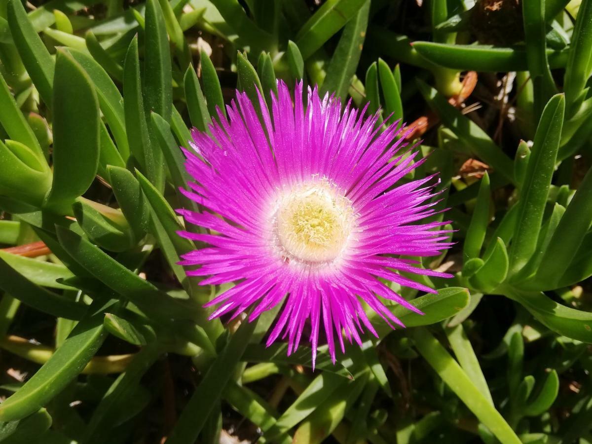 Azuromarin Villa Gassin Dış mekan fotoğraf